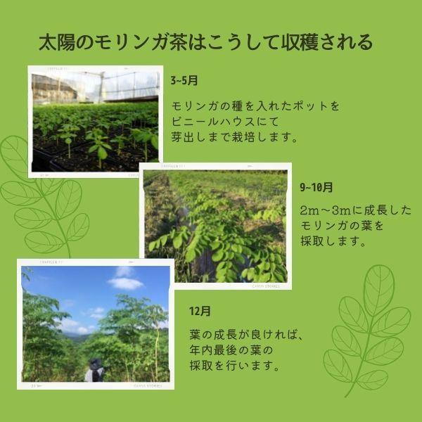 宮崎モリンガ 無添加 無農薬モリンガ茶 国産 宮崎県産 ティーパック31包 2 038 ざっくばらん 通販 Yahoo ショッピング