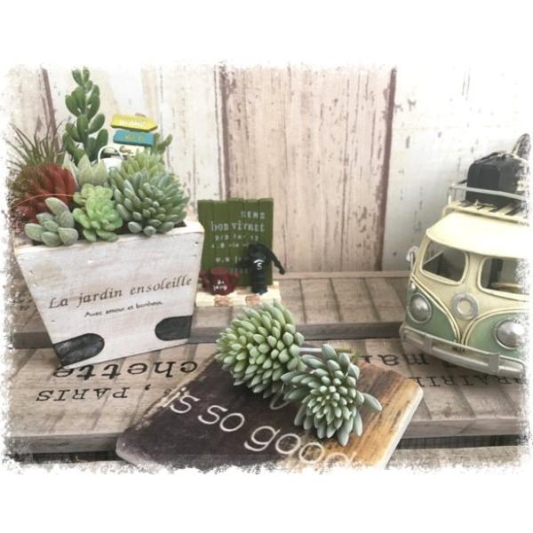 フェイクグリーン 造花 多肉植物 リアル 多肉 おしゃれ インテリア 雑貨 ナチュラル 観葉植物 セダムアソートピック 2個セット Buyee Buyee Japanese Proxy Service Buy From Japan Bot Online