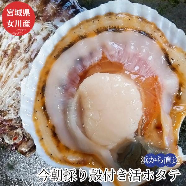 生 ほたての人気商品 通販 価格比較 価格 Com