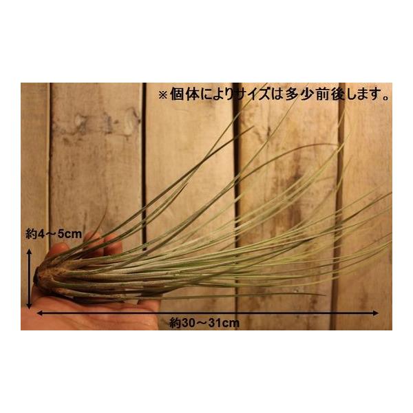 エアプランツ ジュンセア グラス系 銀葉種 エアープランツ 31 31cm Juncea Buyee Buyee Japanese Proxy Service Buy From Japan Bot Online