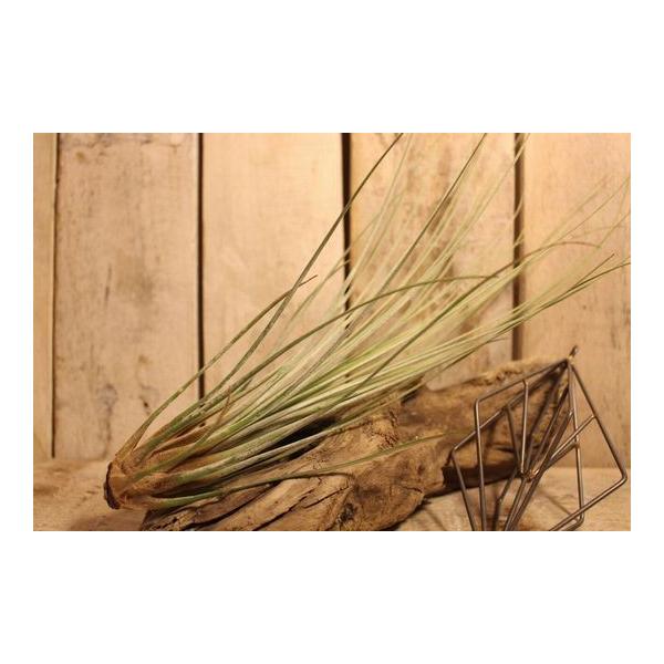 エアプランツ ジュンセア グラス系 銀葉種 エアープランツ 31 31cm Juncea Buyee Buyee Japanese Proxy Service Buy From Japan Bot Online