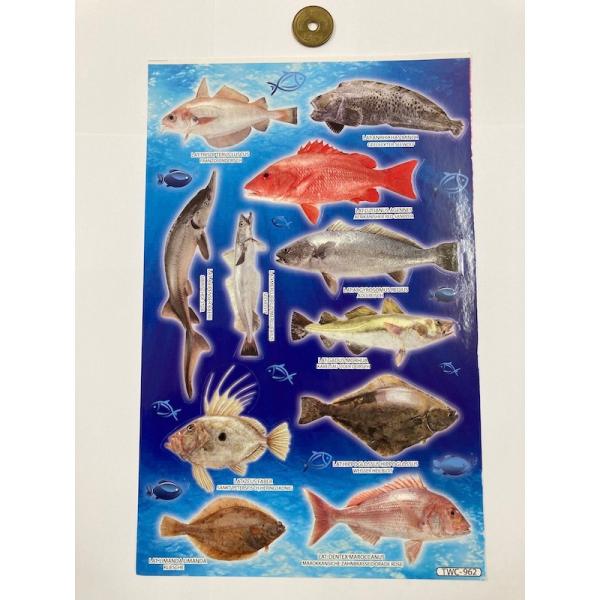 図鑑 魚 - シール・ラベルの人気商品・通販・価格比較 - 価格.com 図鑑 魚 - シール・ラベルの人気商品・通販・価格比較 - 価格.com