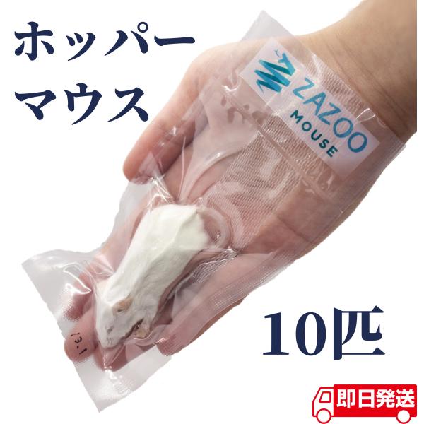 zazous_zazoo005 zazous_zazoo005