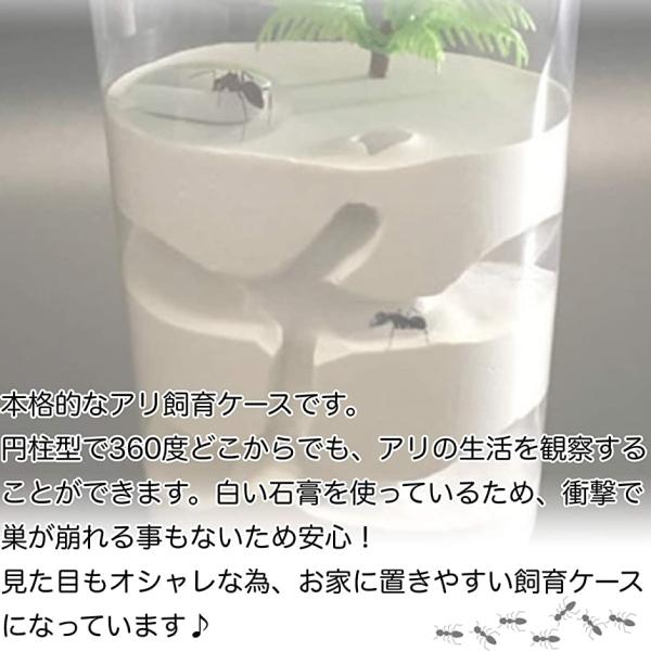 蟻 飼育 観察 キット アリの巣 自由研究 昆虫 石膏 ケース 無 餌入れ 石膏製 巣箱 透明 S Morenotafurt Com
