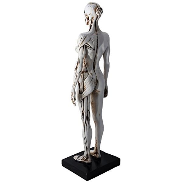 筋肉模型 デッサン人形 マッチョボディ 人体模型 塗装済み 高品質改造模型 30cm ホワイト 女性 ホワイト 女性 Buyee 日本代购平台 产品购物网站大全 Buyee一站式代购 Bot Online