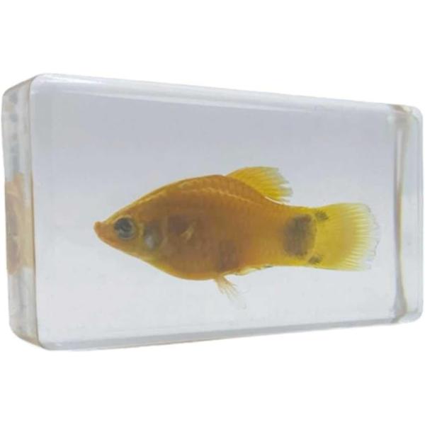 メダカの仲間であるプラティを埋め込んだ標本です。前面クリアなので自由な角度から観察が出来ます。お子様の自由研究や課題の観察用に。ミニサイズなので場所を取らず移動の際の持ち運び楽々。インテリアとして飾るのもオススメです。＊標本には個体差が生じ...