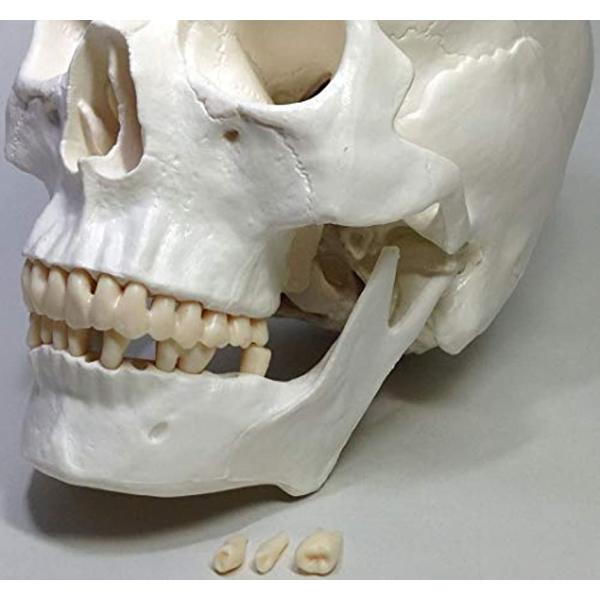 実物大 超精密 頭蓋骨 模型 可動 タイプ 歯科 耳鼻科 眼科 学校教材用 ...