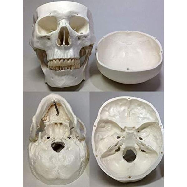 実物大 超精密 頭蓋骨 模型 可動 タイプ 歯科 耳鼻科 眼科 学校教材用 頭部 プロップ 骸骨 髑髏 ドクロ スカル ホワイト M Buyee Buyee Japanese Proxy Service Buy From Japan Bot Online