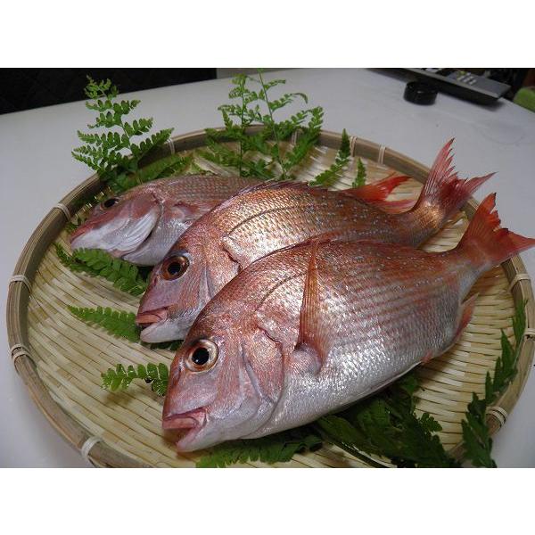 天然チダイ1kg 110 ヌシマのお魚 善栄丸水産 通販 Yahoo ショッピング
