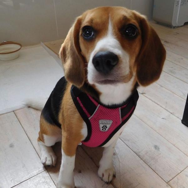 ハーネス 胴輪 犬用 Rc Pet Products Vented Vest Harness V2 サイズ S M 海外直輸入 ラズベリー レッド ブラック ライム ティール Buyee Buyee Japanese Proxy Service Buy From Japan Bot Online