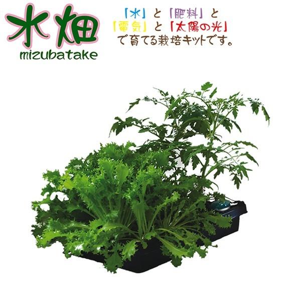 水畑 水耕栽培セット 家庭菜園キット 水栽培 野菜 ハイドロカルチャー ベランダ スポンジ 肥料 プランター 入門 初心者 ビギナー Zb Zpzp Mz 1 カー用品と雑貨のゼンポー 通販 Yahoo ショッピング