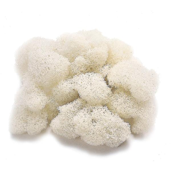 【商品概要】プリザーブド加工主な素材:天然素材原産国:日本国プリザーブドフラワーグリーン リーフ 実もの 枝もの染料が切り口や表面から漏れることがありますので、直射日光や湿気は避けてください。直射日光や高温多湿の場所は避けてください。屋内装...