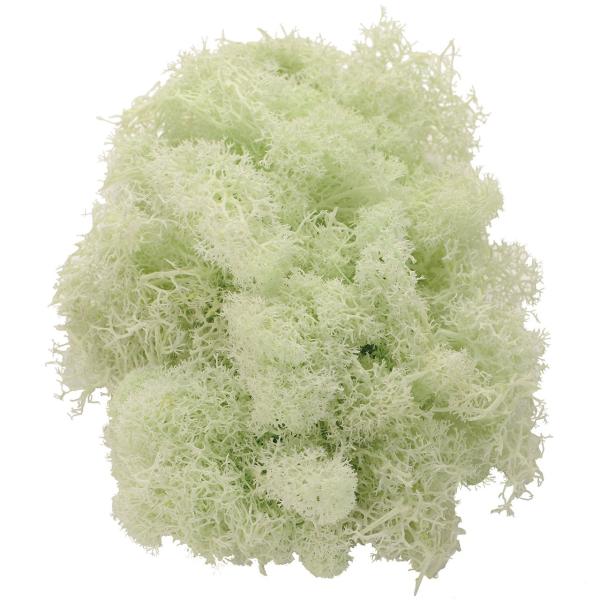 【商品概要】プリザーブド加工主な素材:コケ原産国:日本国プリザーブドフラワーグリーン リーフ 実もの 枝もの染料が切り口や表面から漏れることがありますので、直射日光や湿気は避けてください。直射日光や高温多湿の場所は避けてください。屋内装飾用...