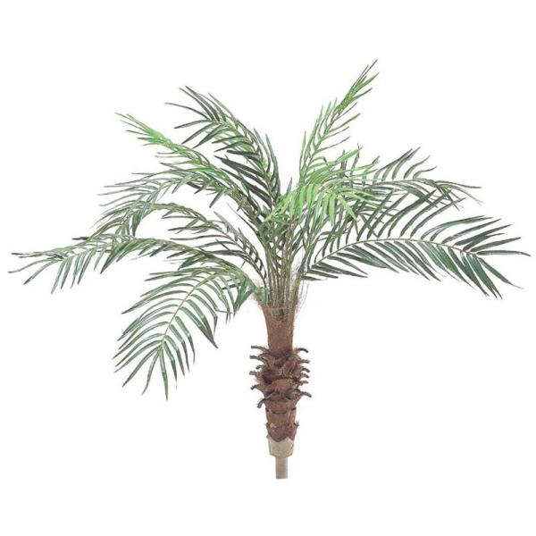 ヤシ の木 フェニックスの人気商品 通販 価格比較 価格 Com