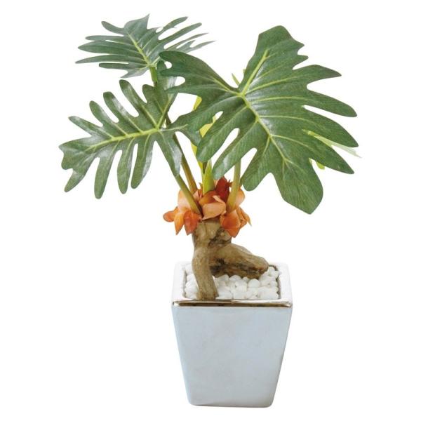 フィロデンドロン セロームの人気商品 通販 価格比較 価格 Com