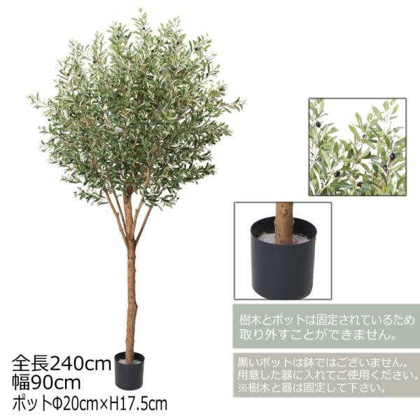 オリーブ 木 室内の人気商品 通販 価格比較 価格 Com