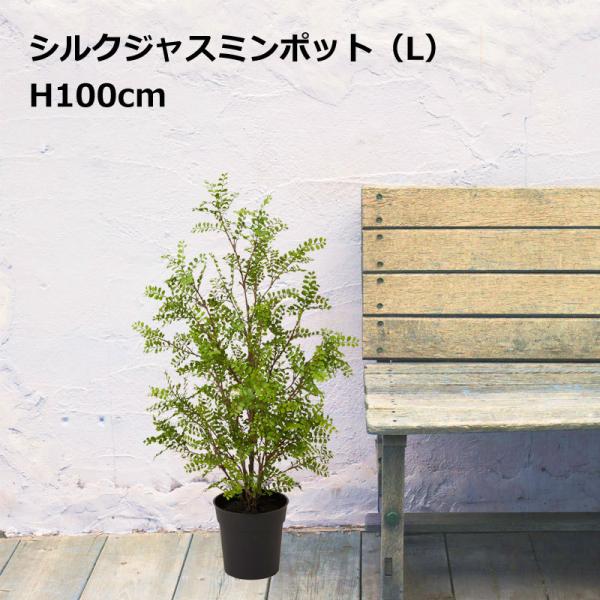 シルクジャスミン 花の人気商品 通販 価格比較 価格 Com
