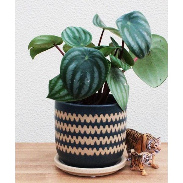 ZOZO問い合わせ番号:87397292ショップ:GEORGE'S，ジョージズブランド:GEORGE'S，ジョージズ商品名:3.5号 インナカテゴリ:インテリア>フラワーベースブランド品番:368728素材:陶器カラー:ホワイト，グレ...