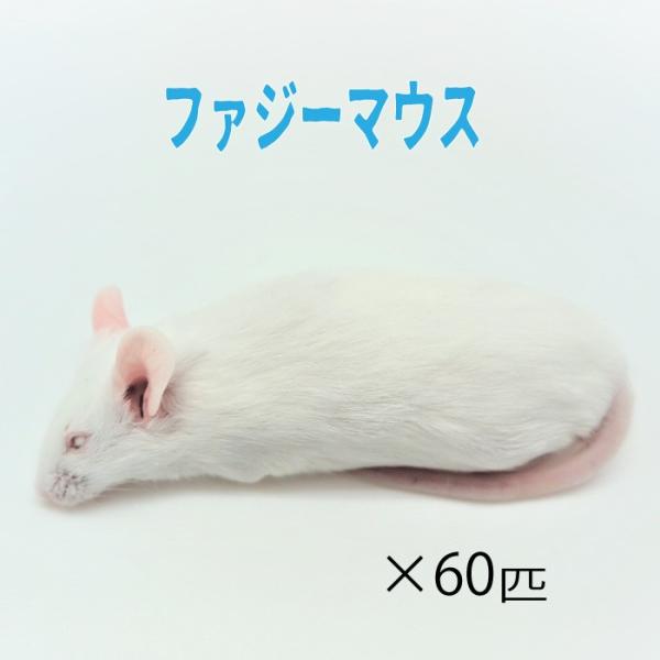 数量限定入荷 オリエンタル酵母 NMF マウス、ラット、ハムスター繁殖用
