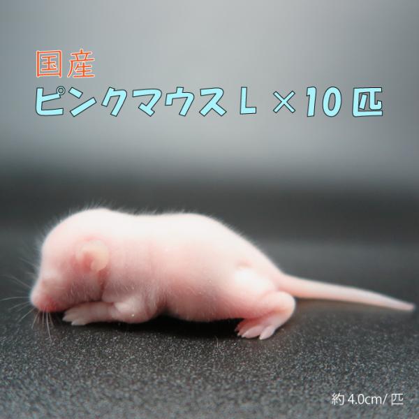 国産冷凍マウス　ピンクマウスL   100匹