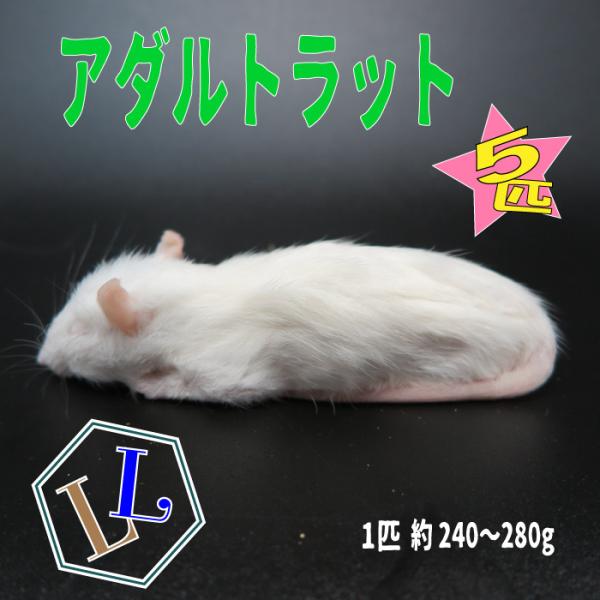 完売 まとめ買いクーポン 国産 冷凍マウス アダルトS 10匹 冷凍餌 12~16g 6.5cm まとめ買いクーポン 国産 冷凍マウス アダルトM 10匹 冷凍餌