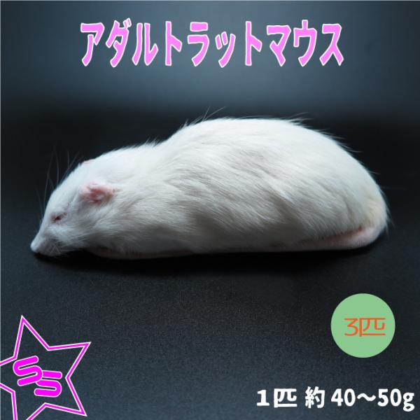 冷凍ラット 100匹セット 40〜60g 【公式通販】