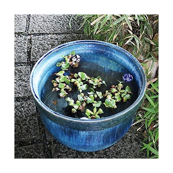 特大サイズ 信楽焼 特大サイズ スイレン鉢 大型 Su 0229睡蓮鉢 金魚鉢 水鉢鉢青窯変天水水鉢 大型 しがらき焼 オブジェ 置き物 めだか鉢 ハス鉢 陶器