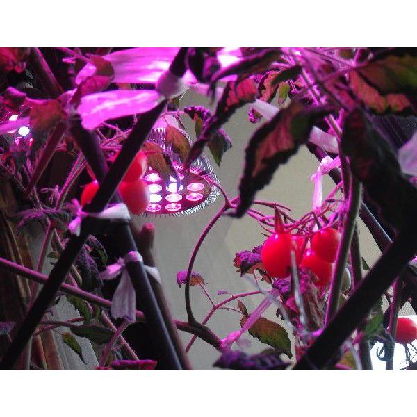 24w 赤/青 植物育成LED スポットライト E26 植物育成用660nmLED使用