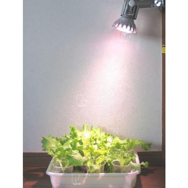 24w 白/赤 観賞用植物育成ＬＥＤ スポットライト E26  植物育成用660nmLED使用 水耕栽培 室内栽培  白/赤LED 観賞用  SPLamp-24w｜000｜02