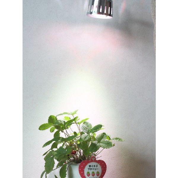 6W 白/赤 観賞用植物育成LEDライト E17 小型スポットライト 水耕栽培 
