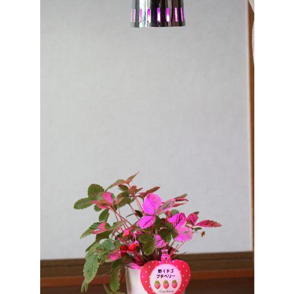 6W 赤/青 植物育成LEDライト E17 小型スポットライト 水耕栽培