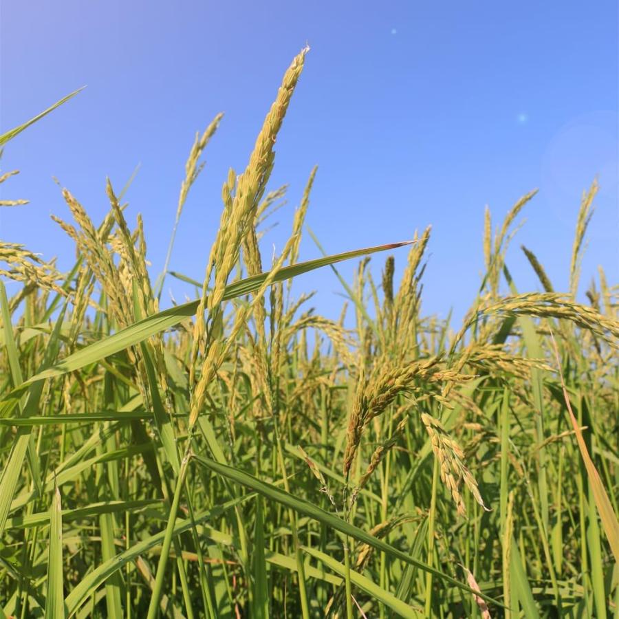 コシヒカリ [送料無料] 白米 令和7年度 茨城県産 1等米 2kg 2個以上で