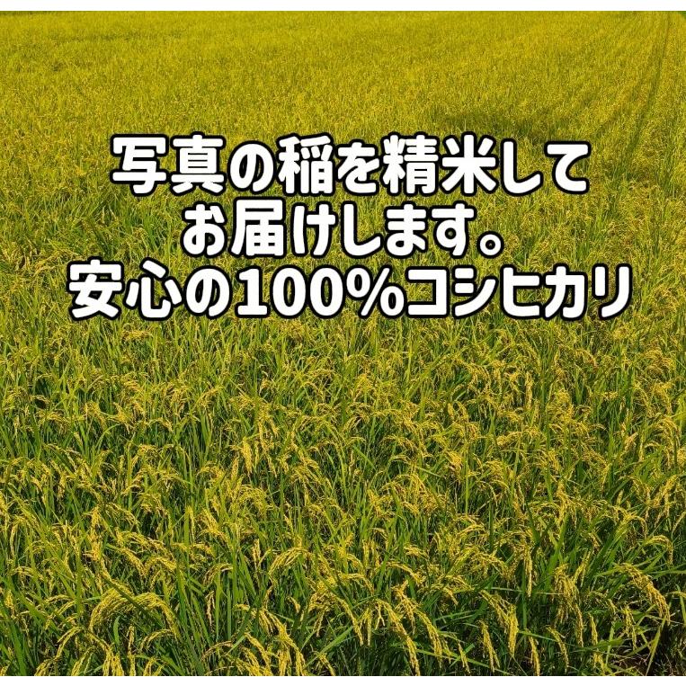 コシヒカリ [送料無料] 白米 令和7年度 茨城県産 1等米 2kg 2個以上で