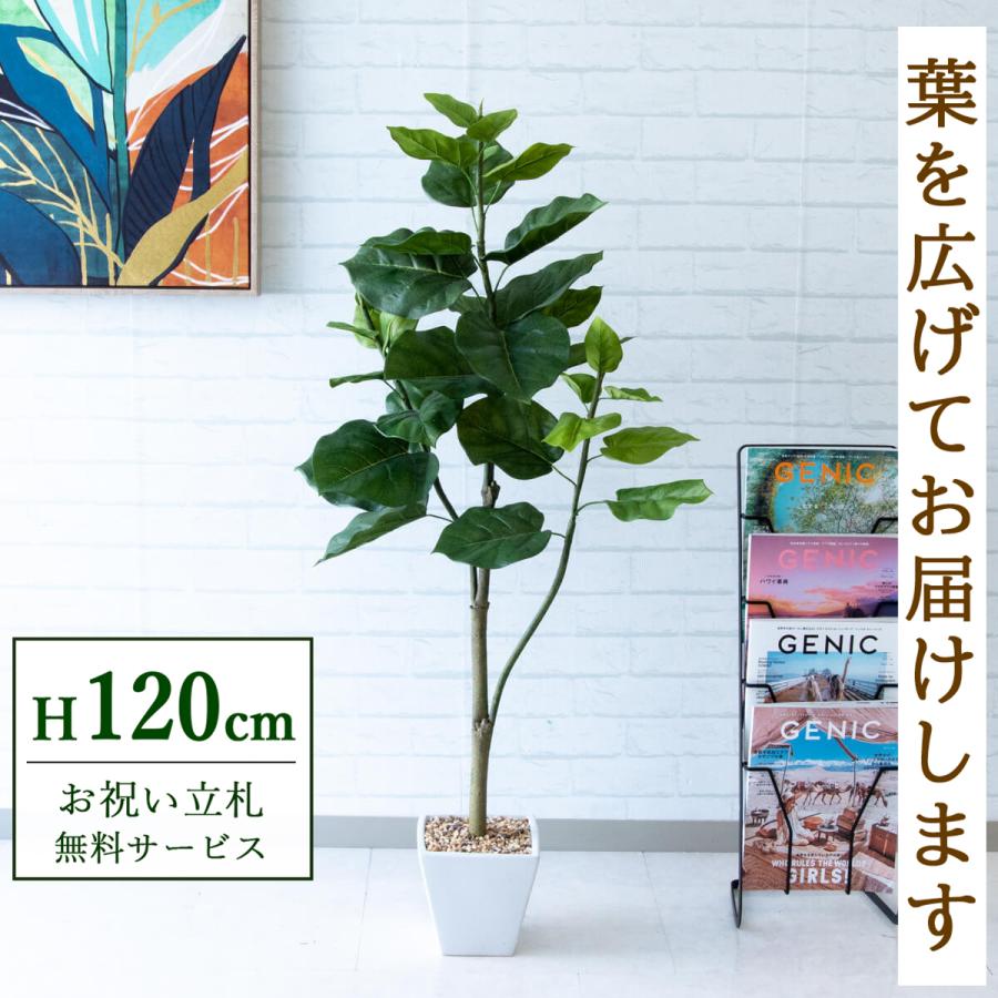 Pg077 ウンベラータ H1cm Gla 1437 陶器鉢 人工観葉植物 フェイクグリーン アーティフィシャルグリーン 通販 インテリア おしゃれ Pg077 0101pp Shop Yahoo 店 通販 Yahoo ショッピング