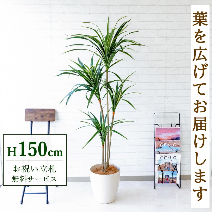 ☆立札無料☆【すぐ飾れる】 フェイクグリーン 人工観葉植物 ユッカ