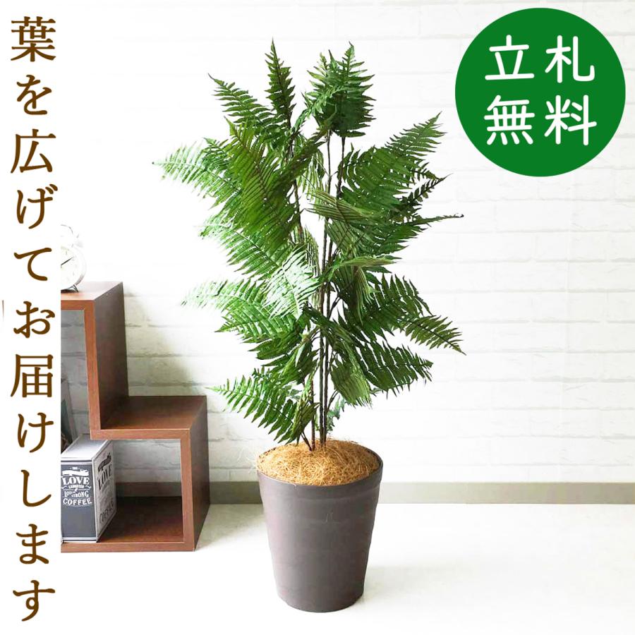 Pg086 B240br ハワイアンシダー H約100cm ポリプロピレン鉢 人工観葉植物 フェイクグリーン Pg086 B240br 0101pp Shop Yahoo 店 通販 Yahoo ショッピング