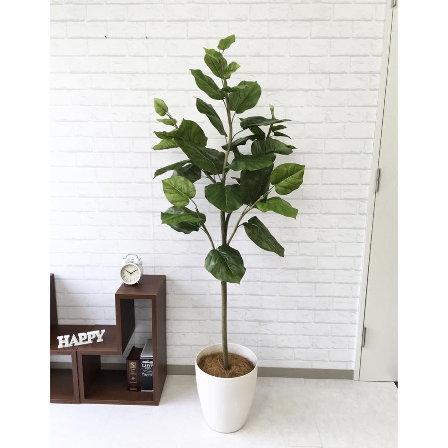 Pg096 ウンベラータ H約150cm ポリプロピレン鉢 人工観葉植物 フェイクグリーン アーティフィシャルグリーン 通販 インテリア おしゃれ Pg096 0101pp Shop Yahoo 店 通販 Yahoo ショッピング