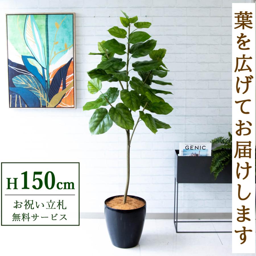 フェイクグリーン ウンベラータ H約150cm 鉢付き / 観葉植物 フェイク