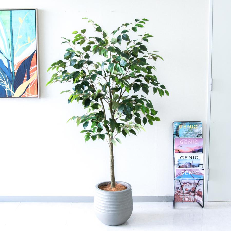 ★立札無料★【すぐ飾れる】 フェイクグリーン 人工観葉植物 フィカス ベンジャミン 150cm  鉢付き / 法人・開店祝い 店舗・オフィス装飾の画像