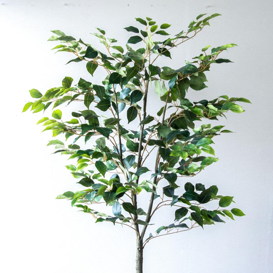 ★立札無料★【すぐ飾れる】 フェイクグリーン 人工観葉植物 フィカス ベンジャミン 150cm  鉢付き / 法人・開店祝い 店舗・オフィス装飾の画像