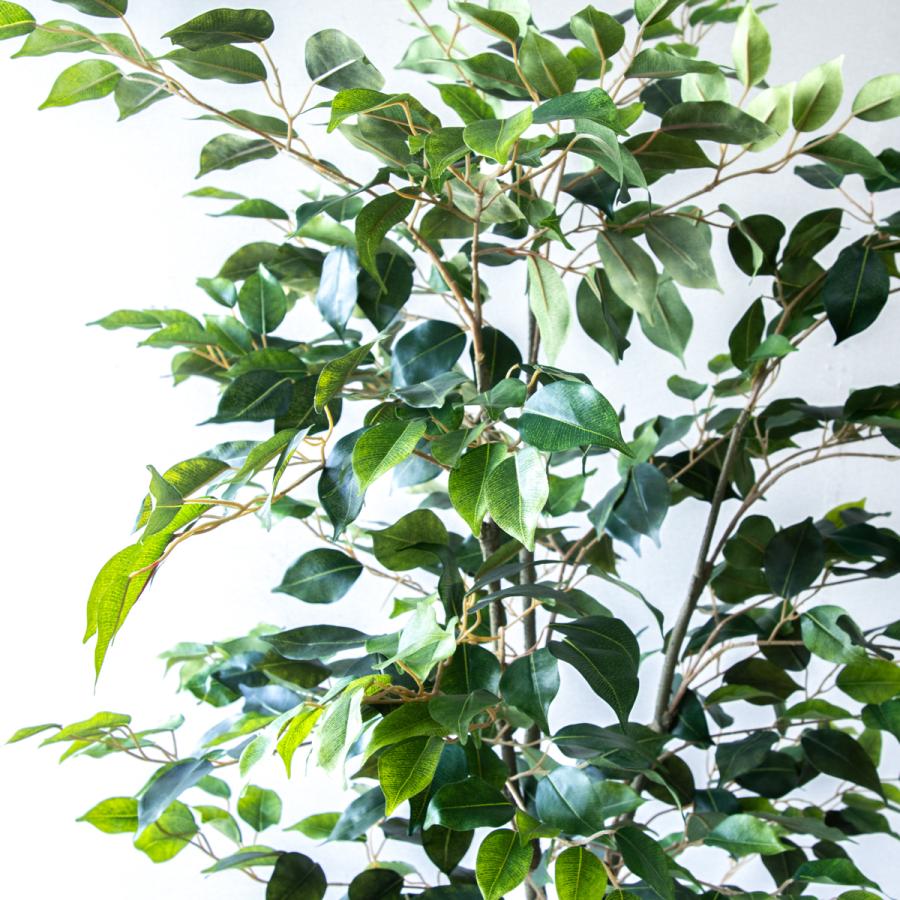 ★立札無料★【すぐ飾れる】 フェイクグリーン 人工観葉植物 フィカス ベンジャミン 150cm  鉢付き / 法人・開店祝い 店舗・オフィス装飾の画像