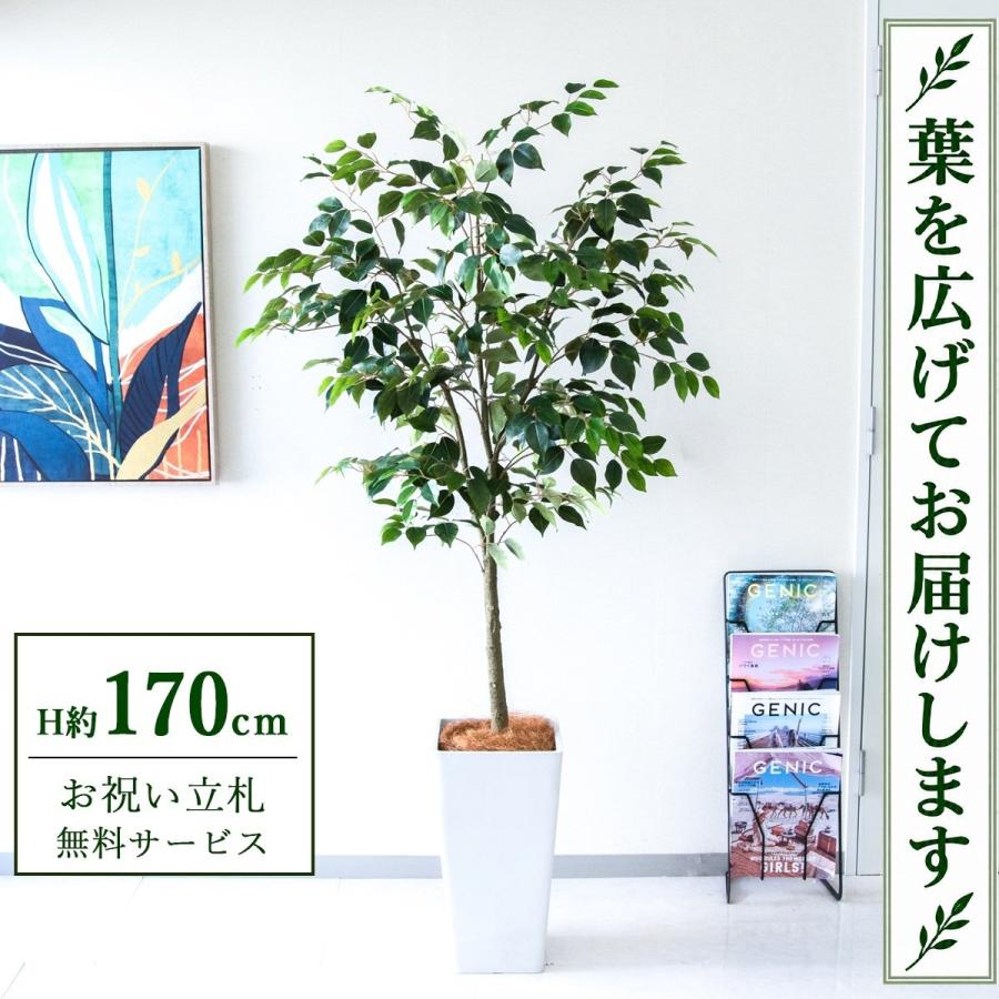 ☆立札無料☆【すぐ飾れる】 フェイクグリーン 人工観葉植物 フィカス 