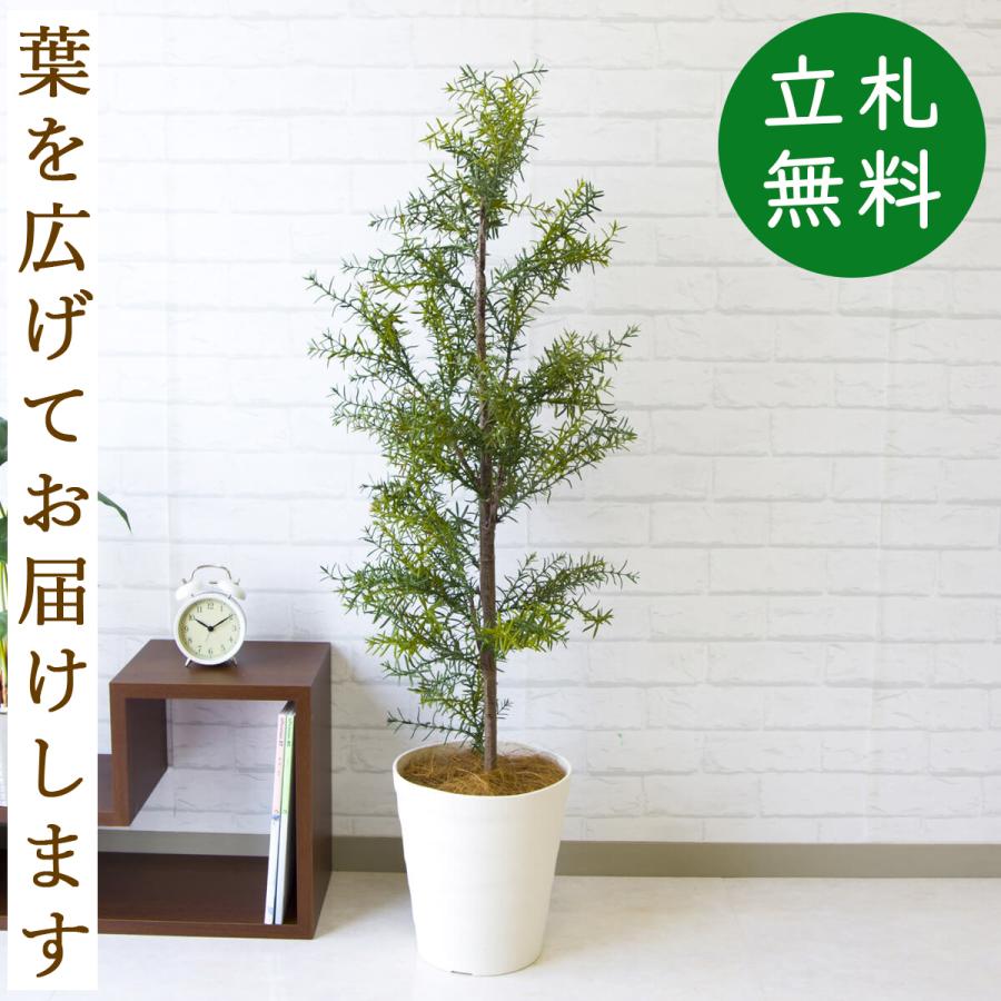 Pg104 B240wh ローズマリー H約1cm ポリプロピレン鉢 人工観葉植物 フェイクグリーン アーティフィシャルグリーン 通販 インテリア おしゃれ Pg104 B240wh 0101pp Shop Yahoo 店 通販 Yahoo ショッピング