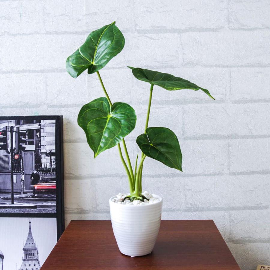 超特価sale開催 アロカシア 植物 観葉植物 Bu Edu Kz