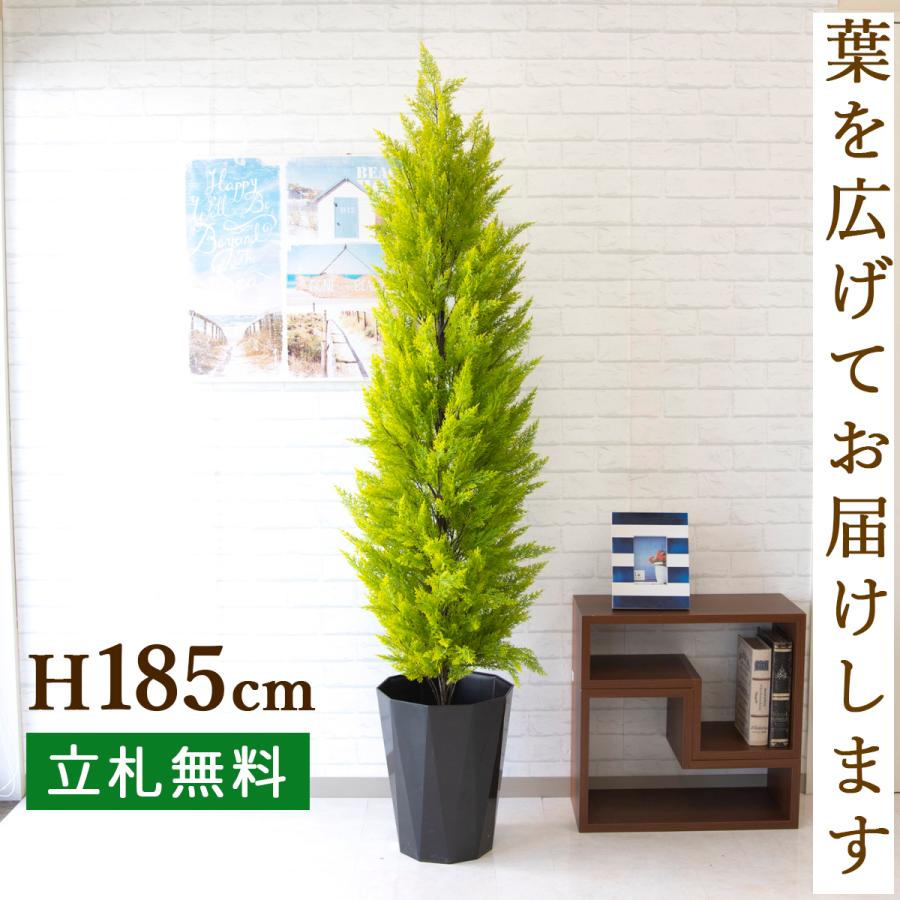 全商品オープニング価格特別価格 Pg139 C300bk ゴールドクレスト H約185cm ポリプロピレン鉢 人工観葉植物 フェイクグリーン アーティフィシャルグリーン 通販 インテリア おしゃれ 残りわずか Www Maxipiso Com Ar