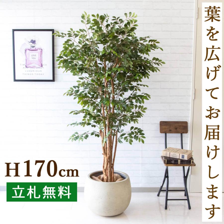 Pg146 D42 トネリコツリー H約170cm Frp鉢 人工観葉植物 フェイクグリーン アーティフィシャルグリーン 通販 インテリア おしゃれ Pg146 D42 0101pp Shop Yahoo 店 通販 Yahoo ショッピング