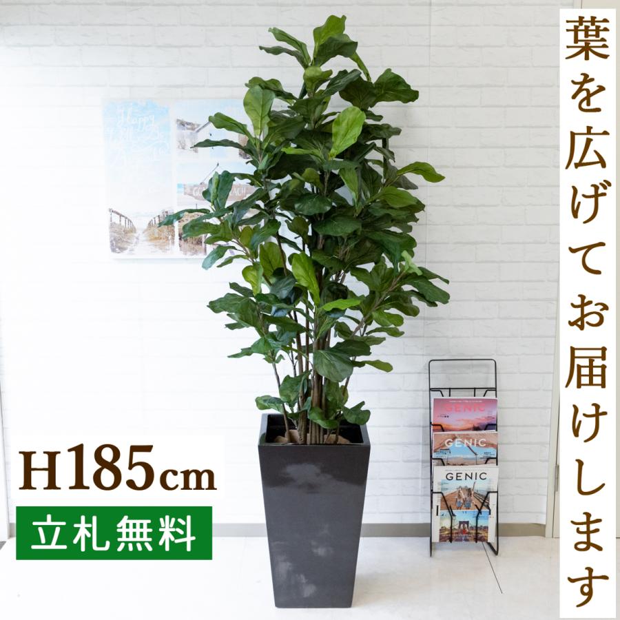 Pg163 ウンベラータ H約185cm Frp鉢 人工観葉植物 フェイクグリーン アーティフィシャルグリーン 通販 インテリア おしゃれ Pg163 0101pp Shop Yahoo 店 通販 Yahoo ショッピング