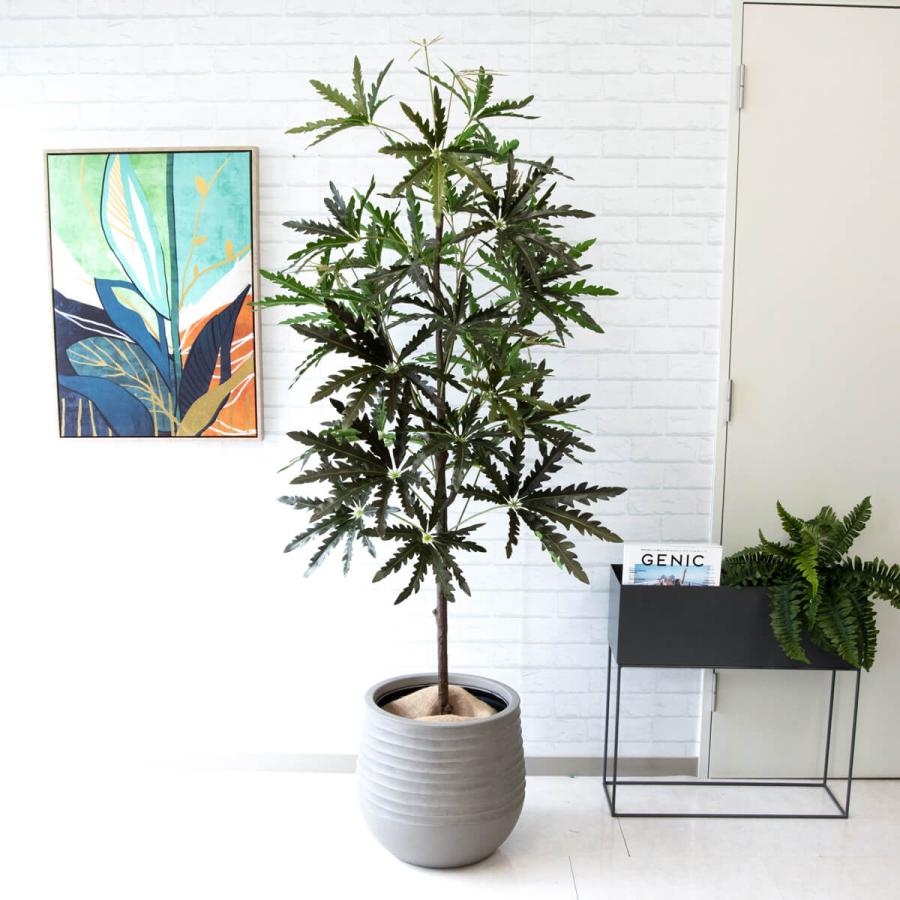 フェイクグリーン アラレアツリー H約180cm 鉢付き / 観葉植物 
