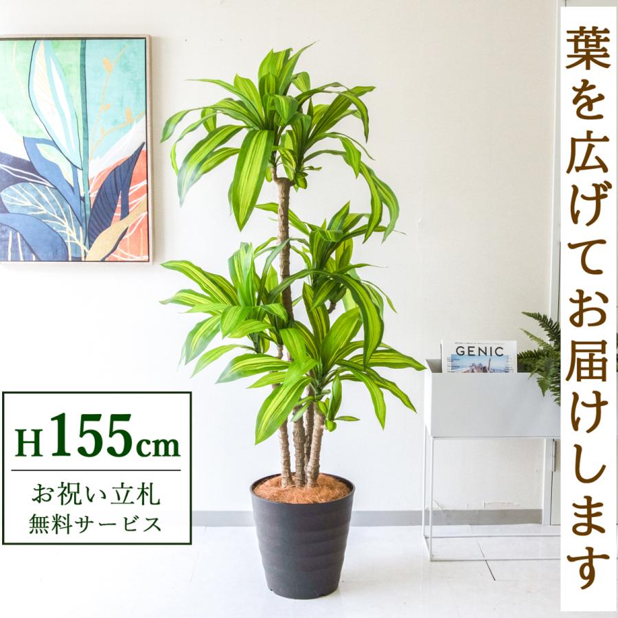 送料無料】光触媒 大型フェイクグリーン 光の楽園 高さ約260cm 【公式