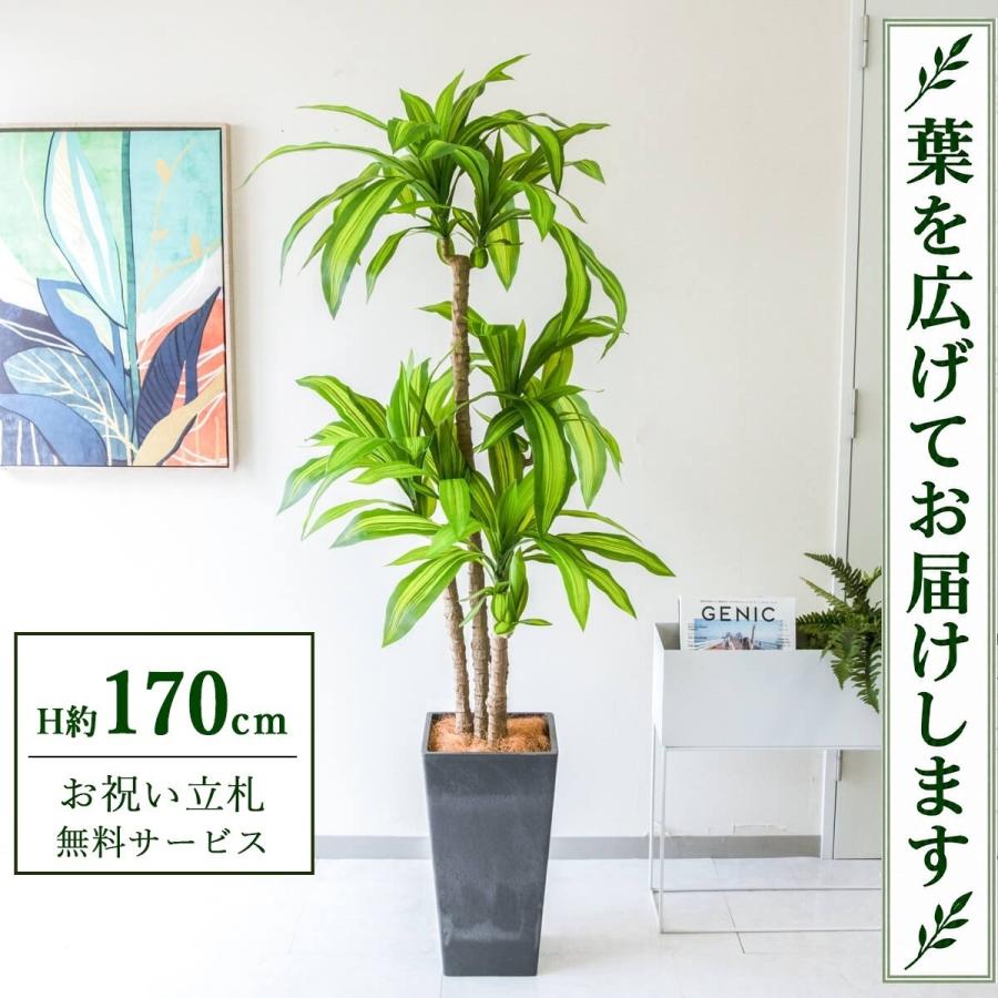 ☆立札無料☆【すぐ飾れる】 フェイクグリーン 人工観葉植物 幸福の木